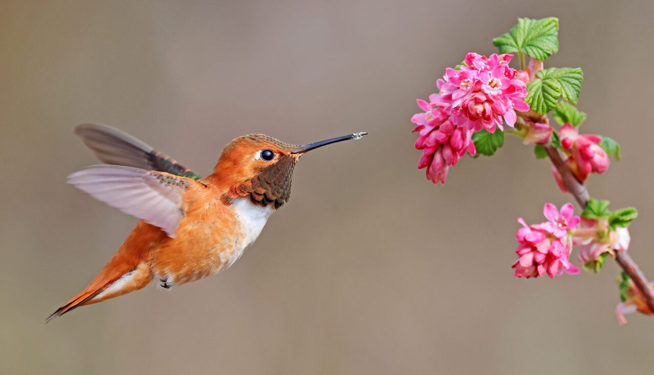 549985061-Rufous_Hummingbird-Nathan_Wall-1280x734.jpg500