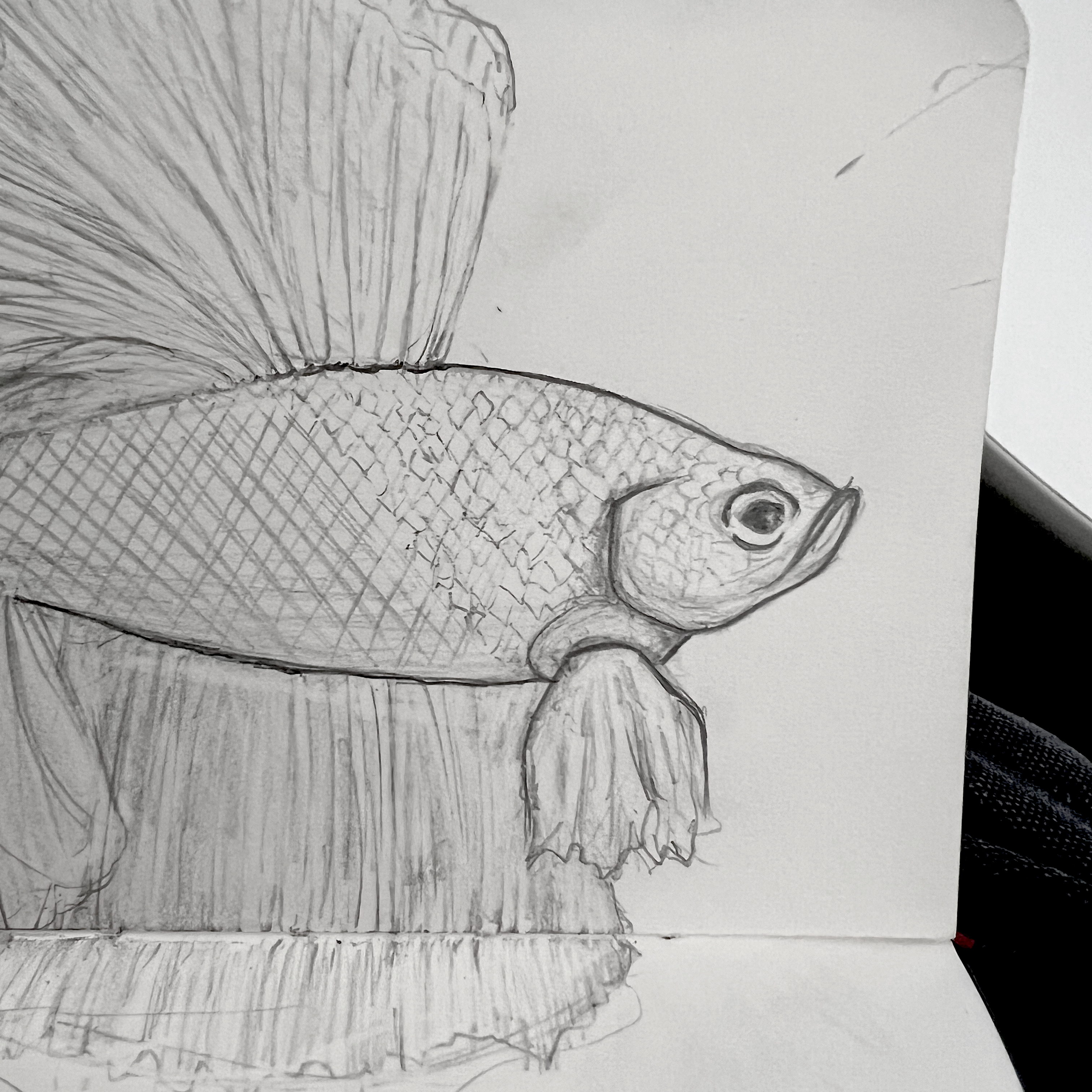 Betta Sketch.jpeg149