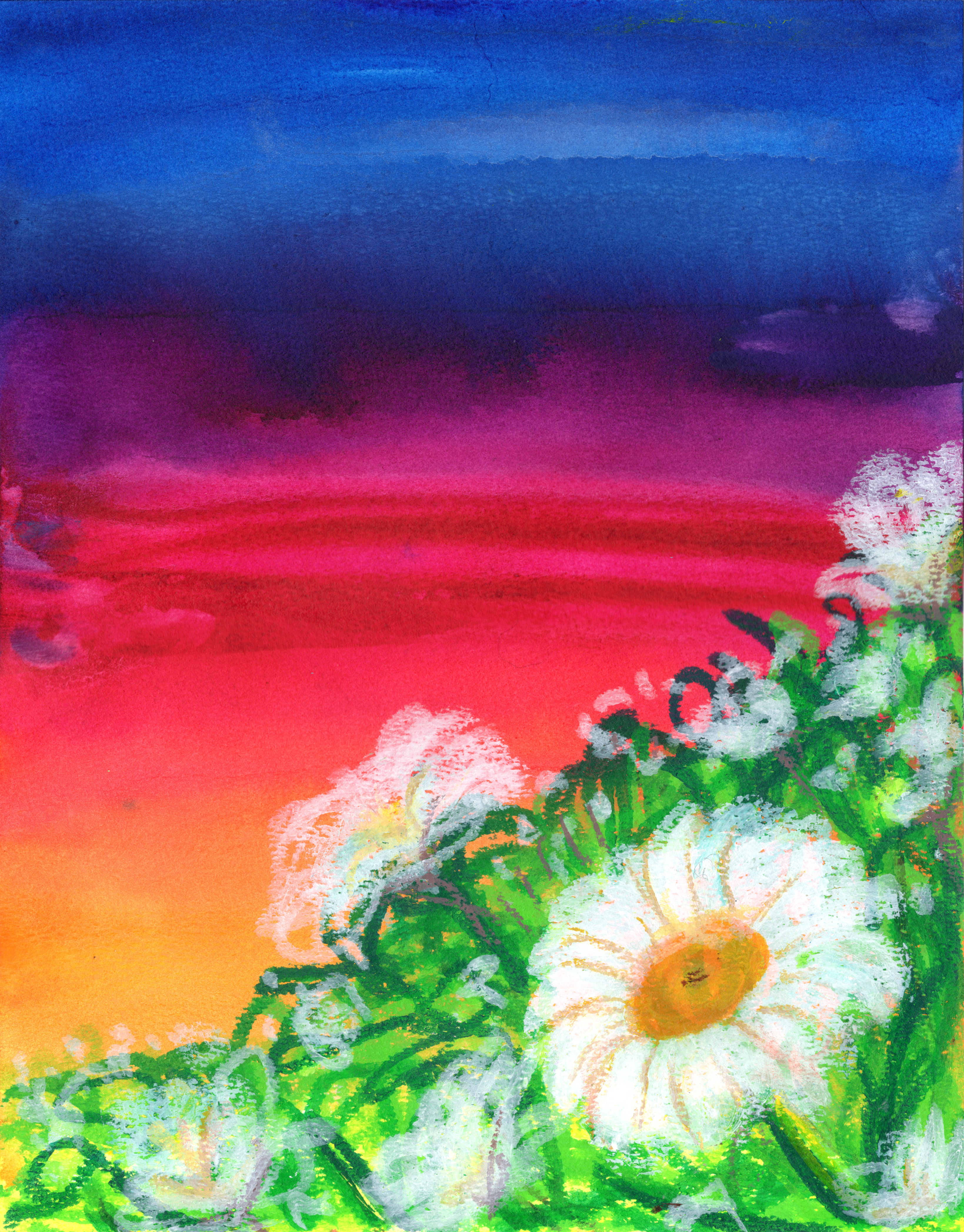 Daisy Field 300.jpg500