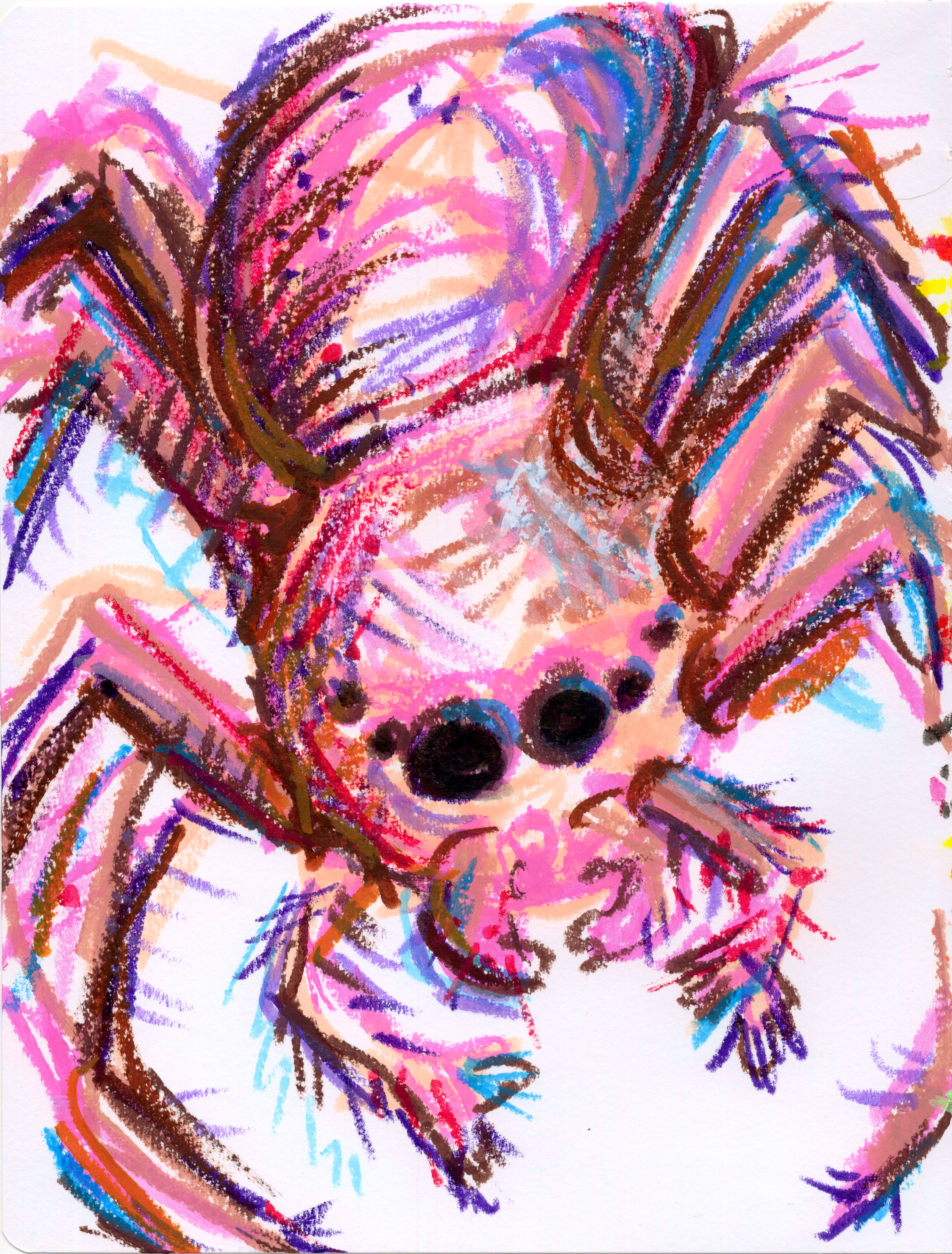 Jumping Spider 300.jpg350
