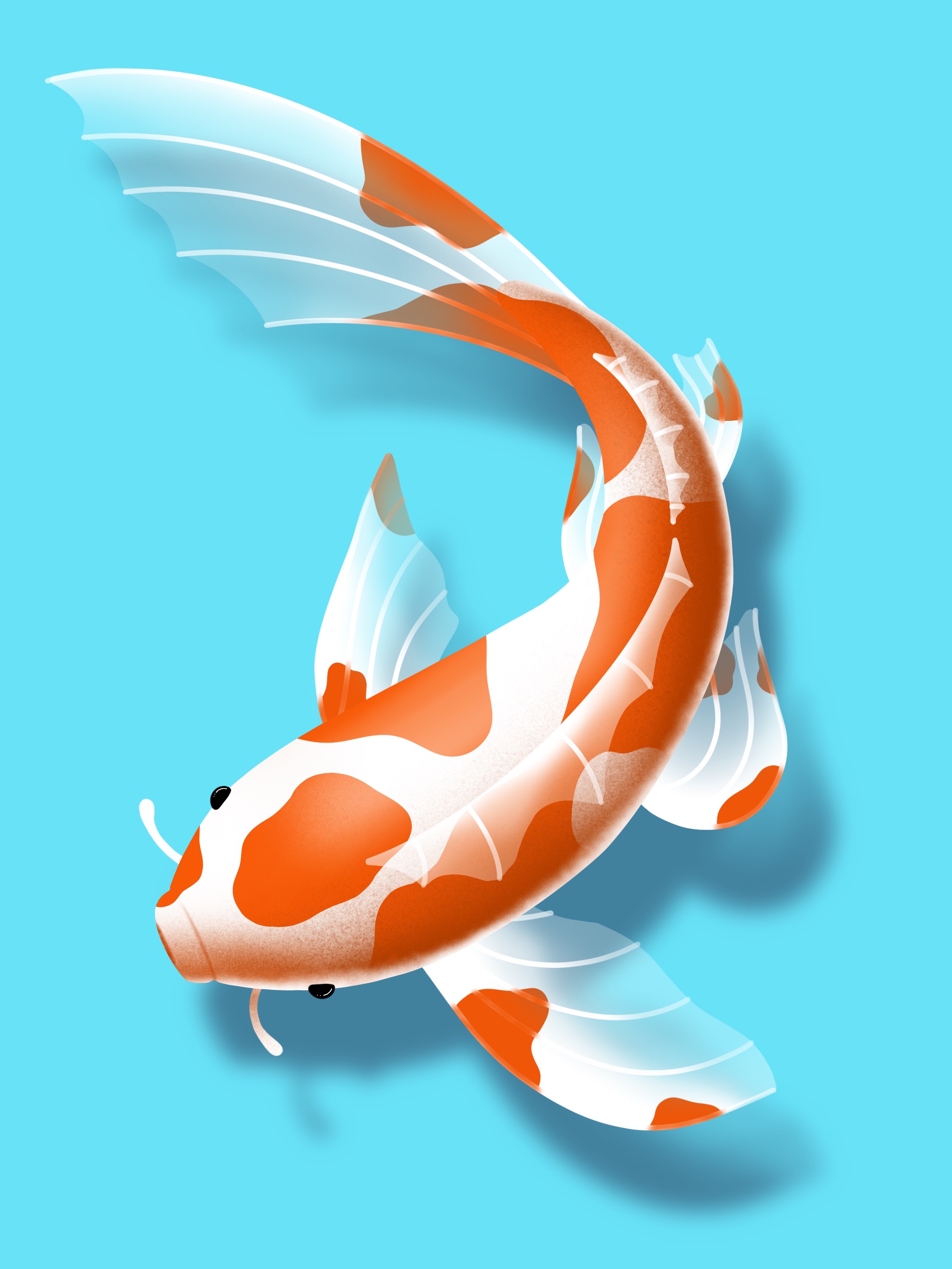 Koi Digi.jpg