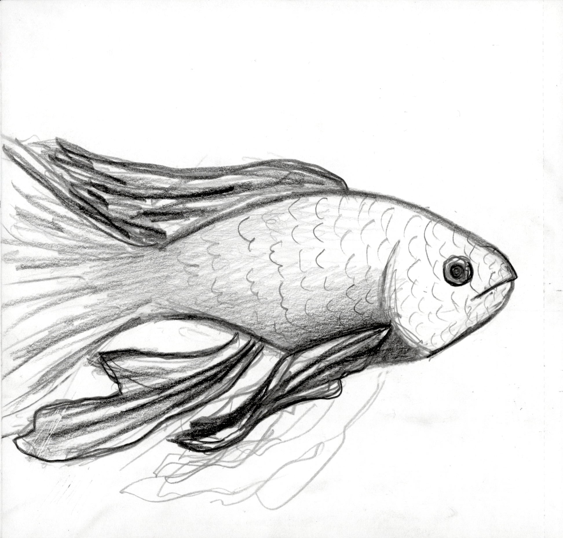 Nice FIsh SB 300.jpg