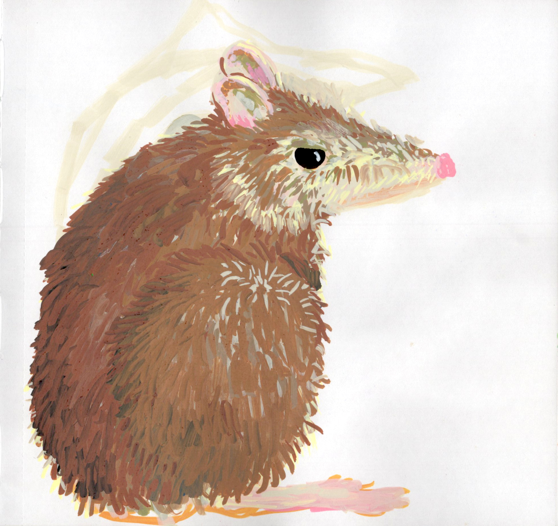 Bandicoot SB 300.jpg