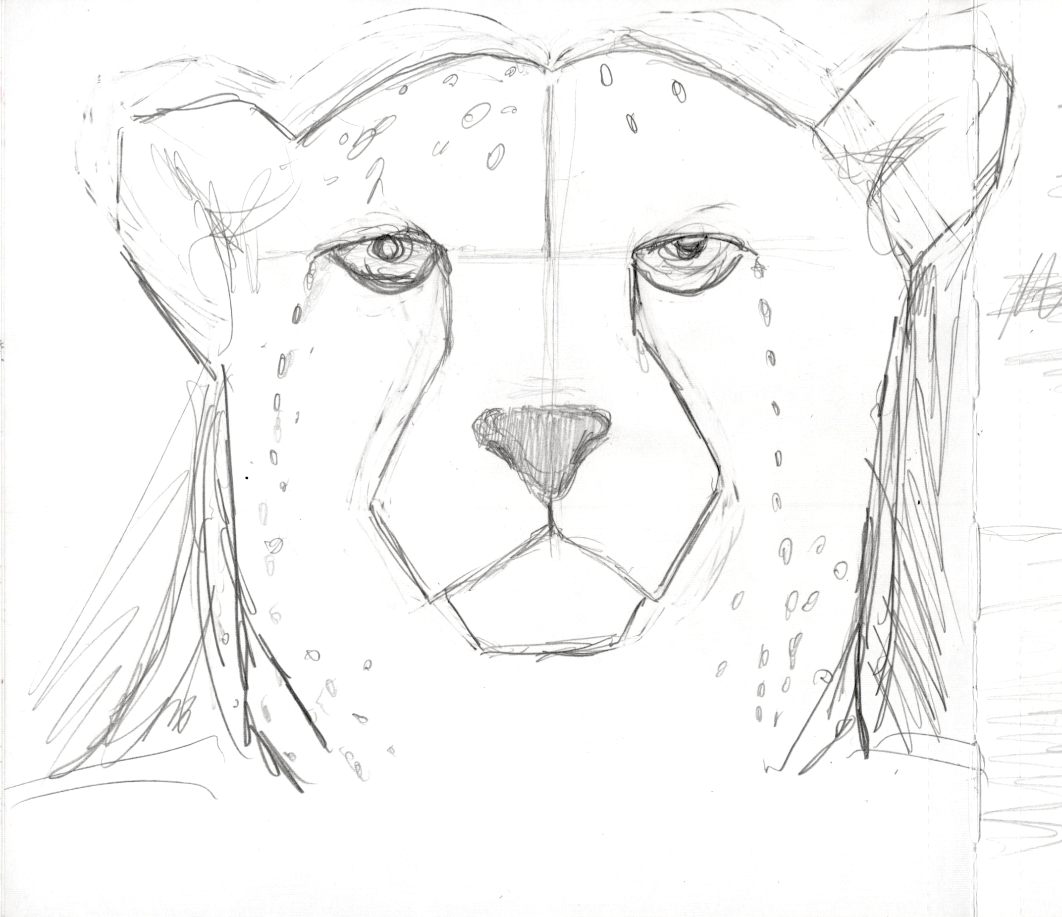 CHeeta Face 1 SB 300.jpg
