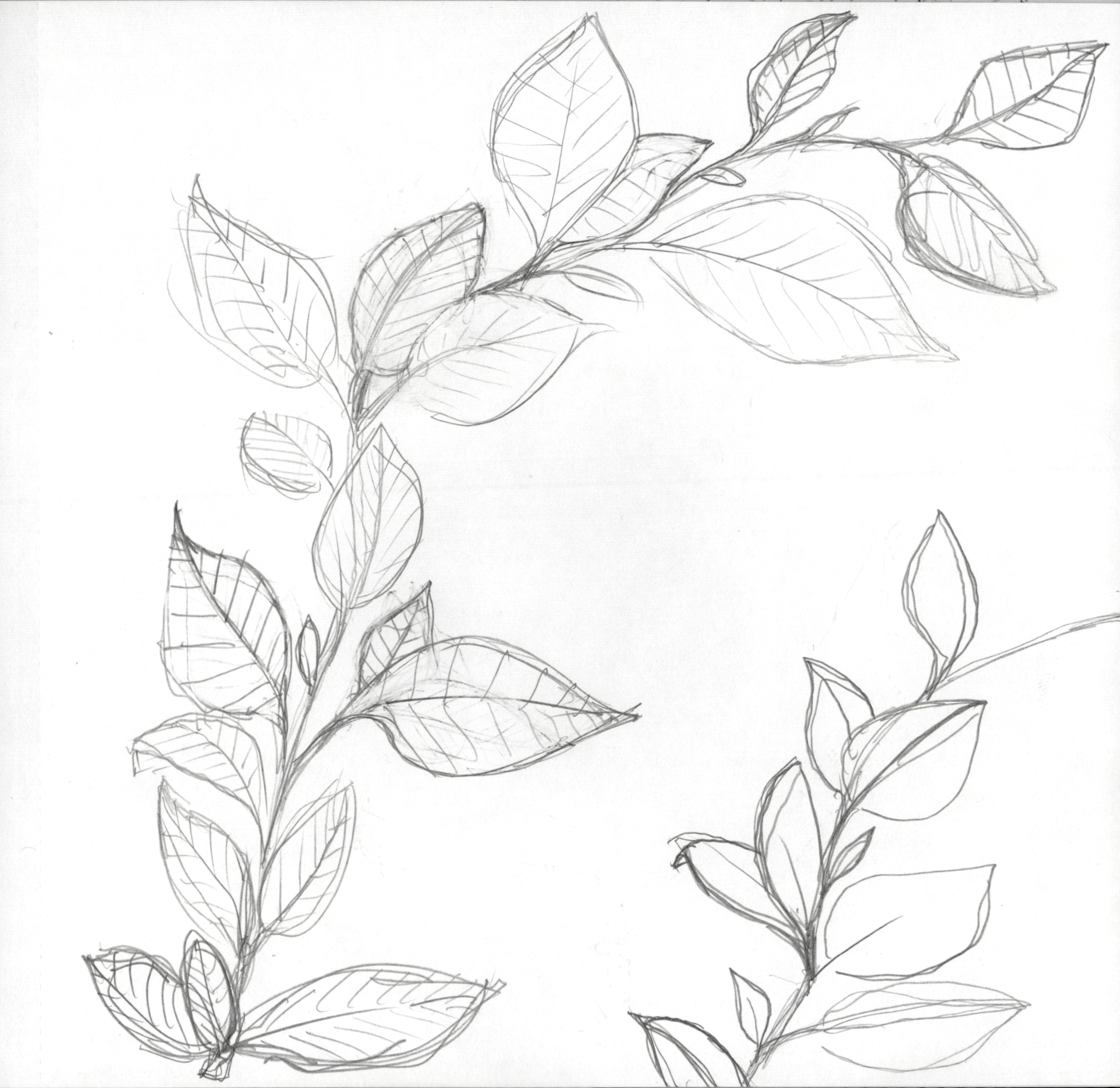 Curved Leaves SB 300.jpg