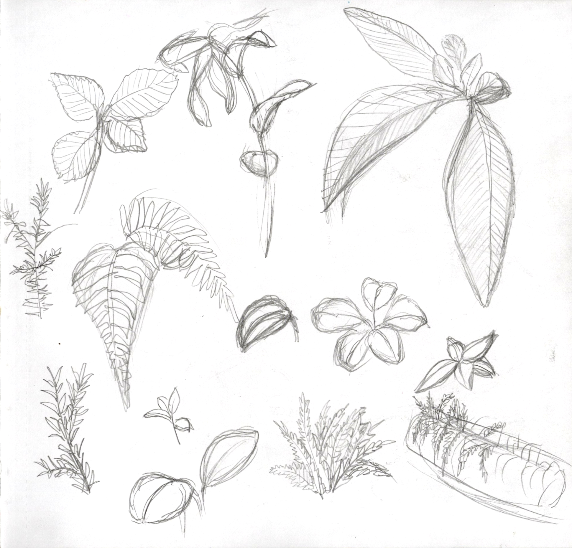 Leaf Sketches SB 300.jpg