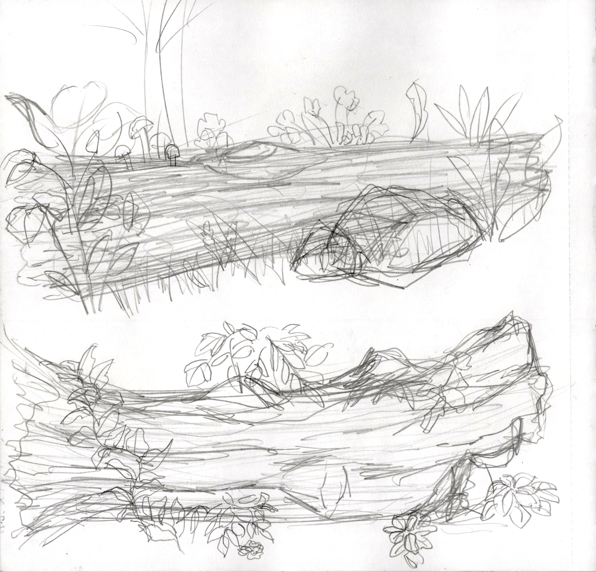 Log Sketches SB 300.jpg