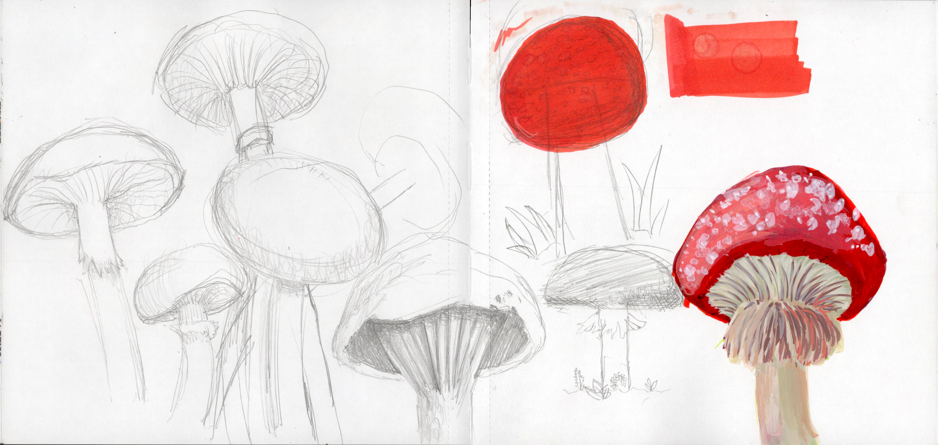 Mushroom Sketches SB 300.jpg