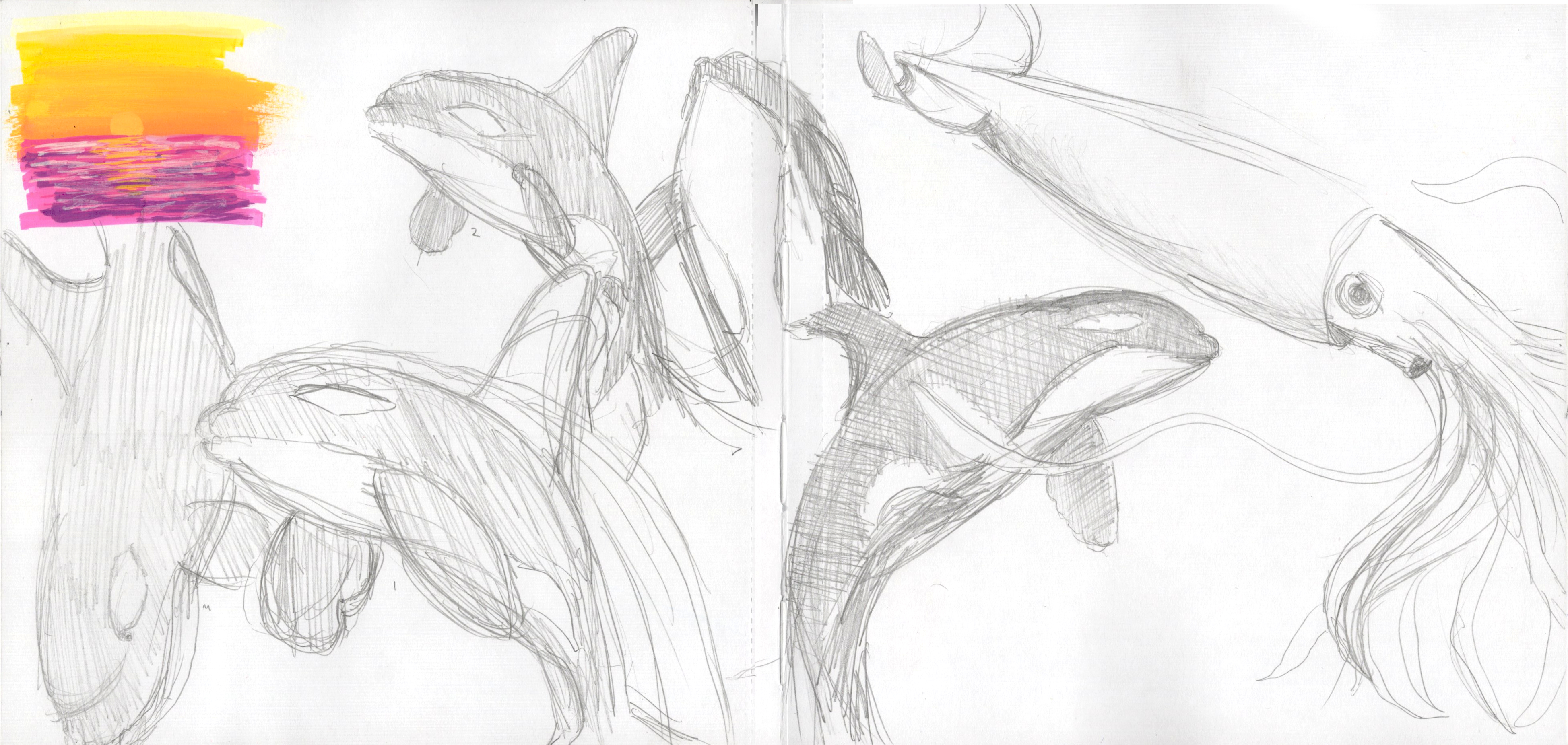 Orca Sketches SB 300.jpg