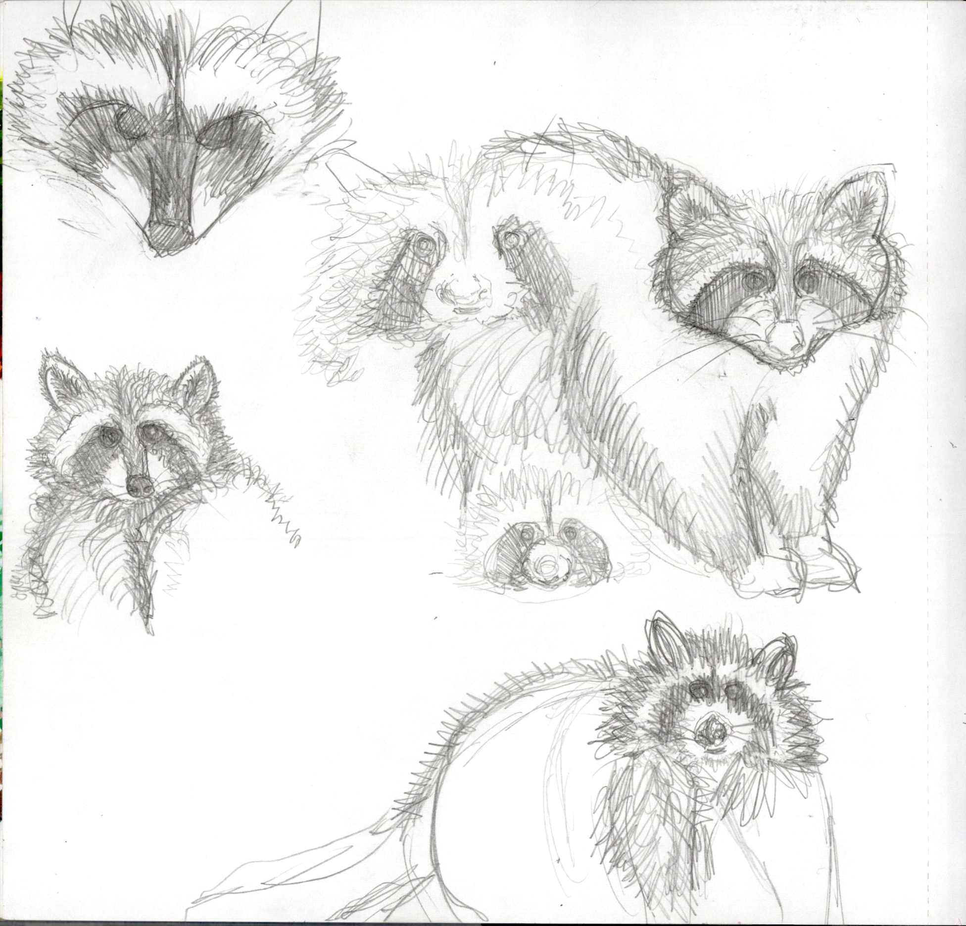 Raccoon Sketches SB 300.jpg315