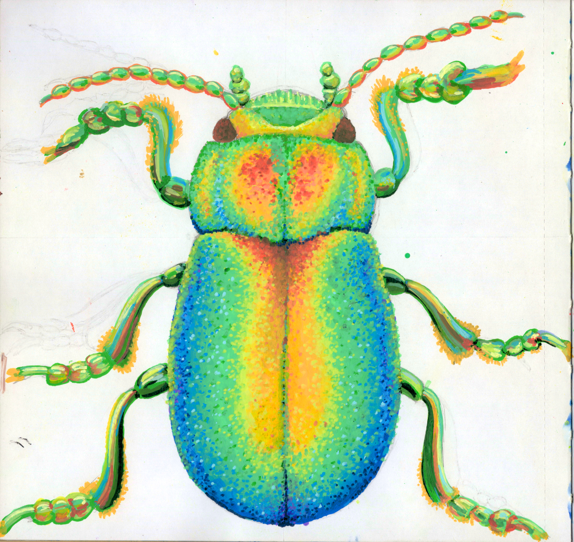 Rainbow Beetle SB 300.jpg