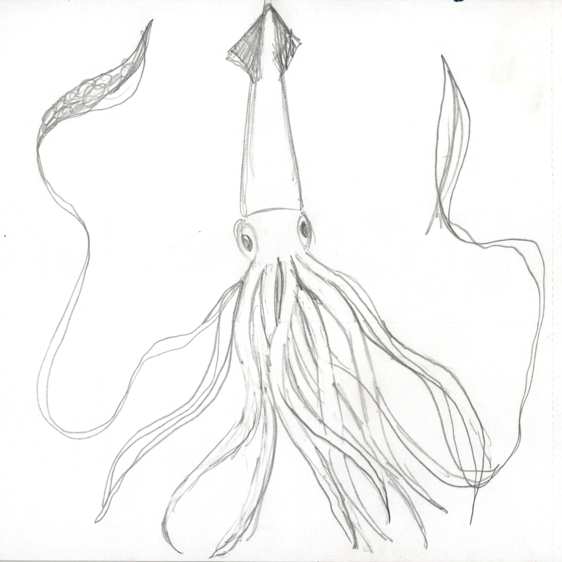 Squid 1 SB 300.jpg
