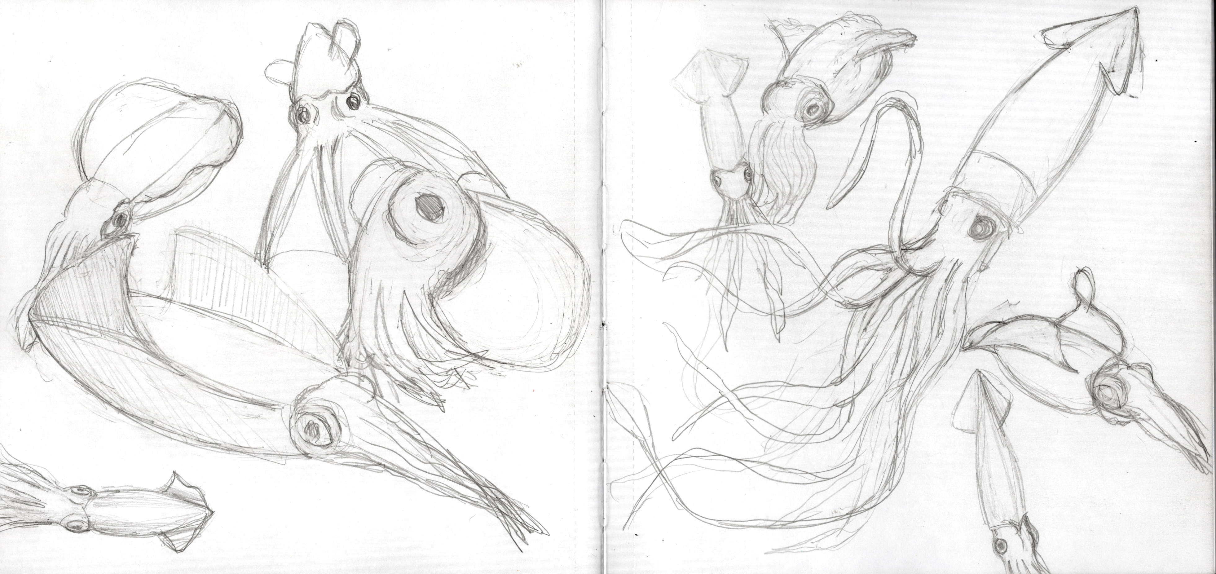 Squid Sketches SB 300.jpg