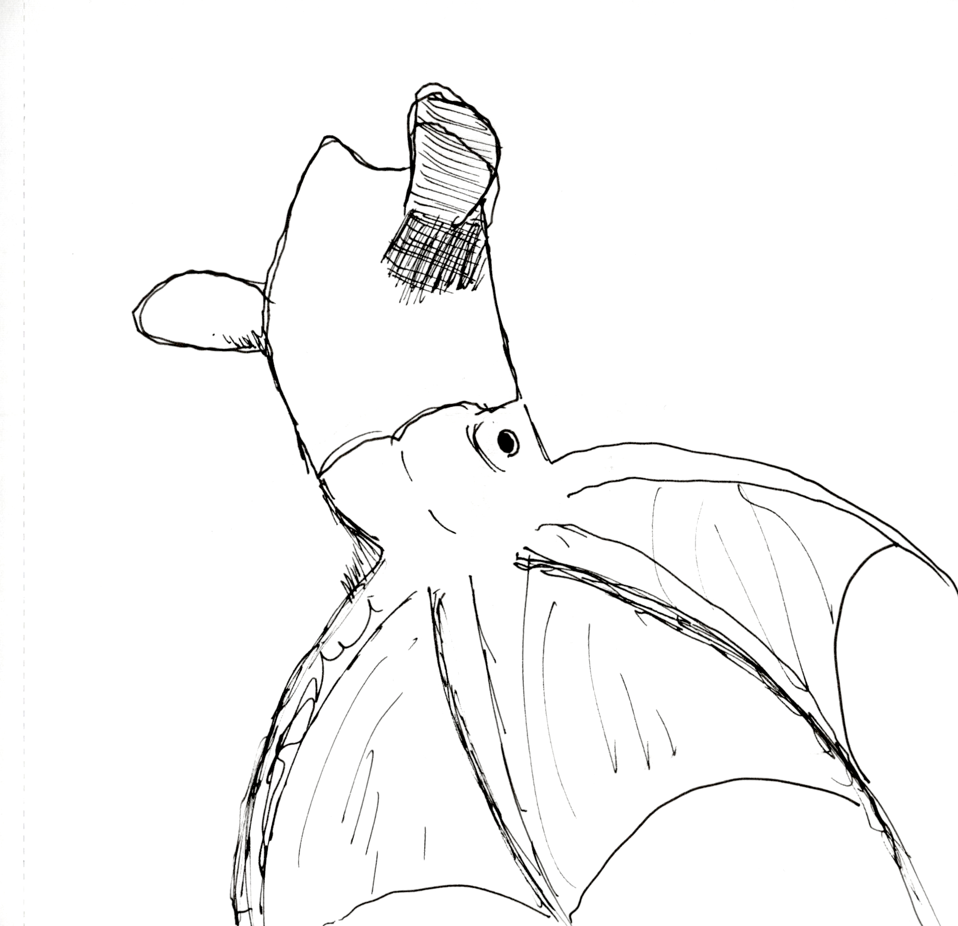 Vampire Squid Sketch SB 300.jpg