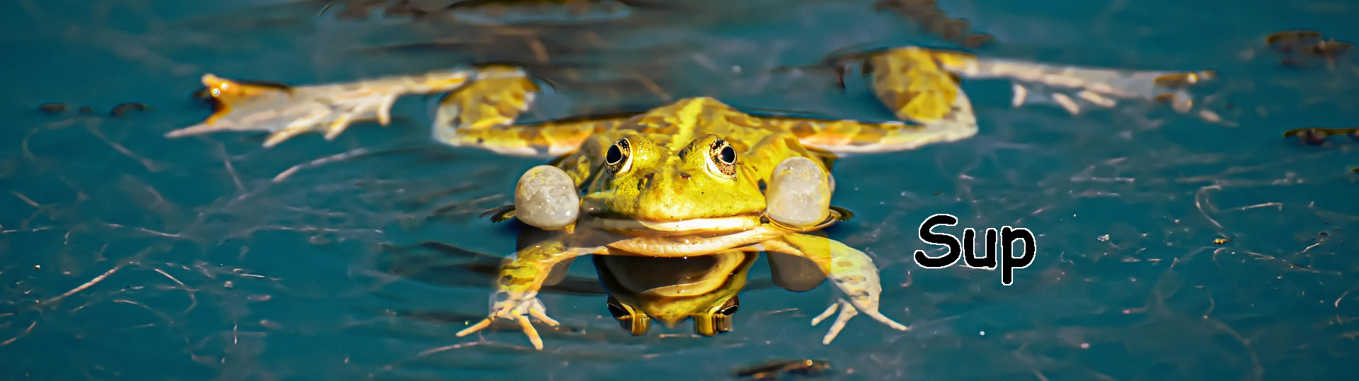 alexas_fotos-frog-4522963_1920.jpg