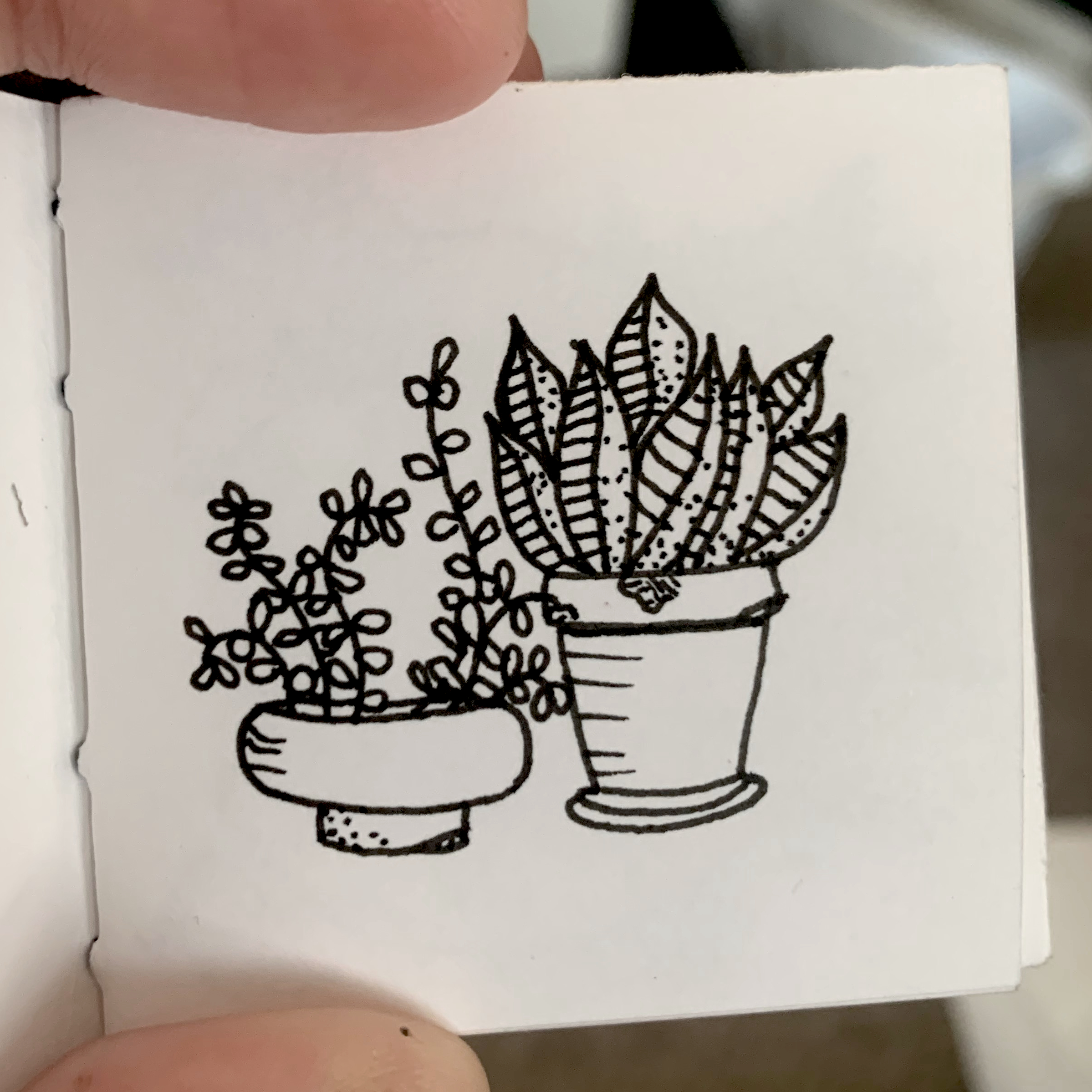 Tiny Plants.jpg