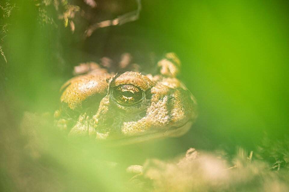 Western_Toad_-Anaxyrus_boreas(51361598766).jpg