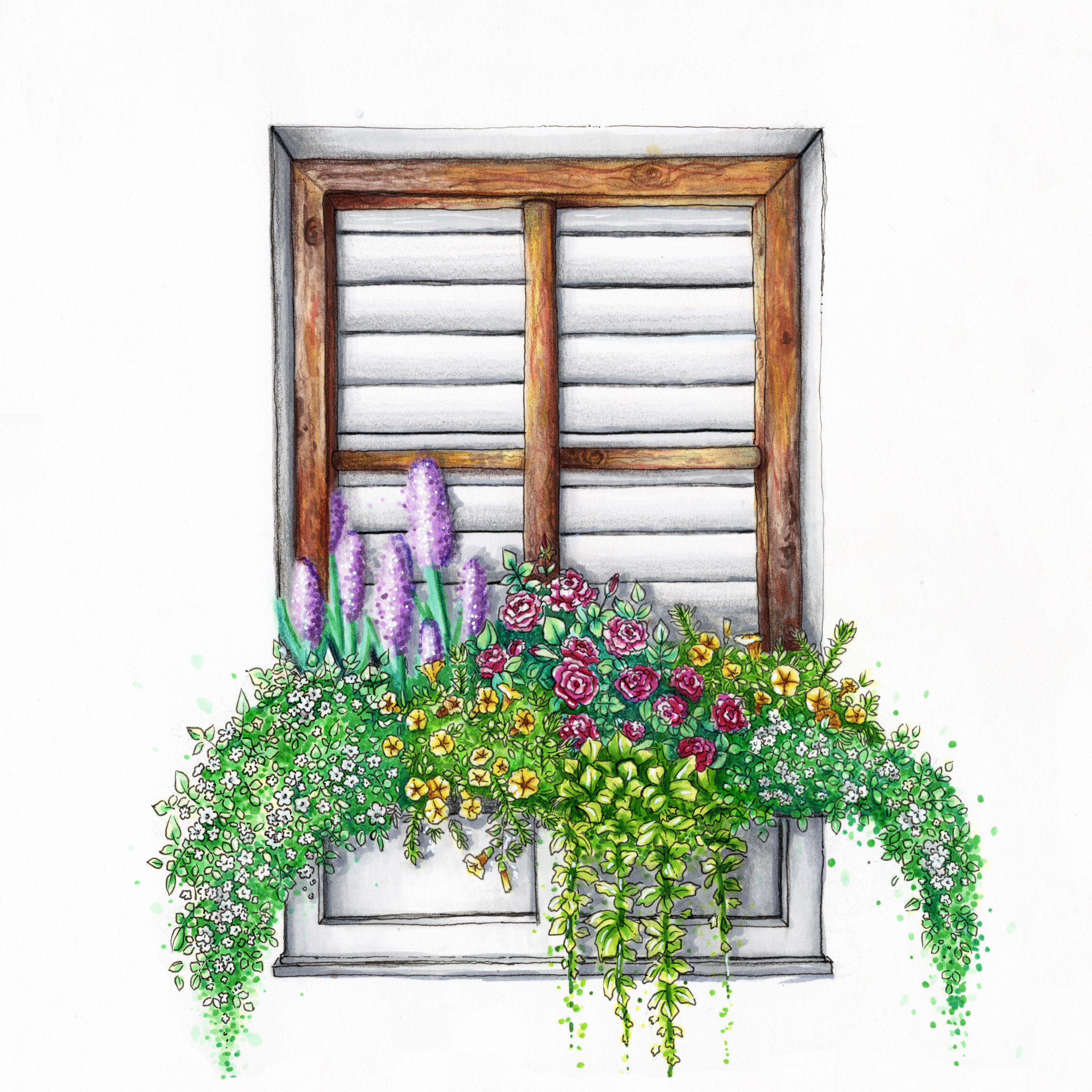 Window Box Flowers 300.jpg169