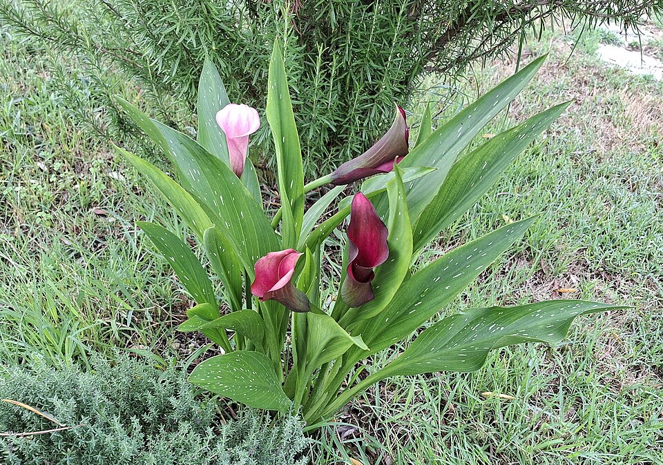 Zantedeschia_aethiopica_con_fiori 1.jpg