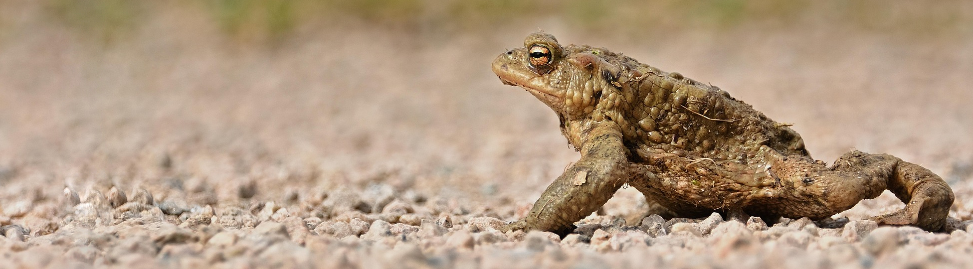 jggrz-toad-6182937_1920.jpg