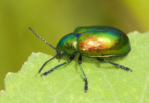 junebeetle037.jpg300
