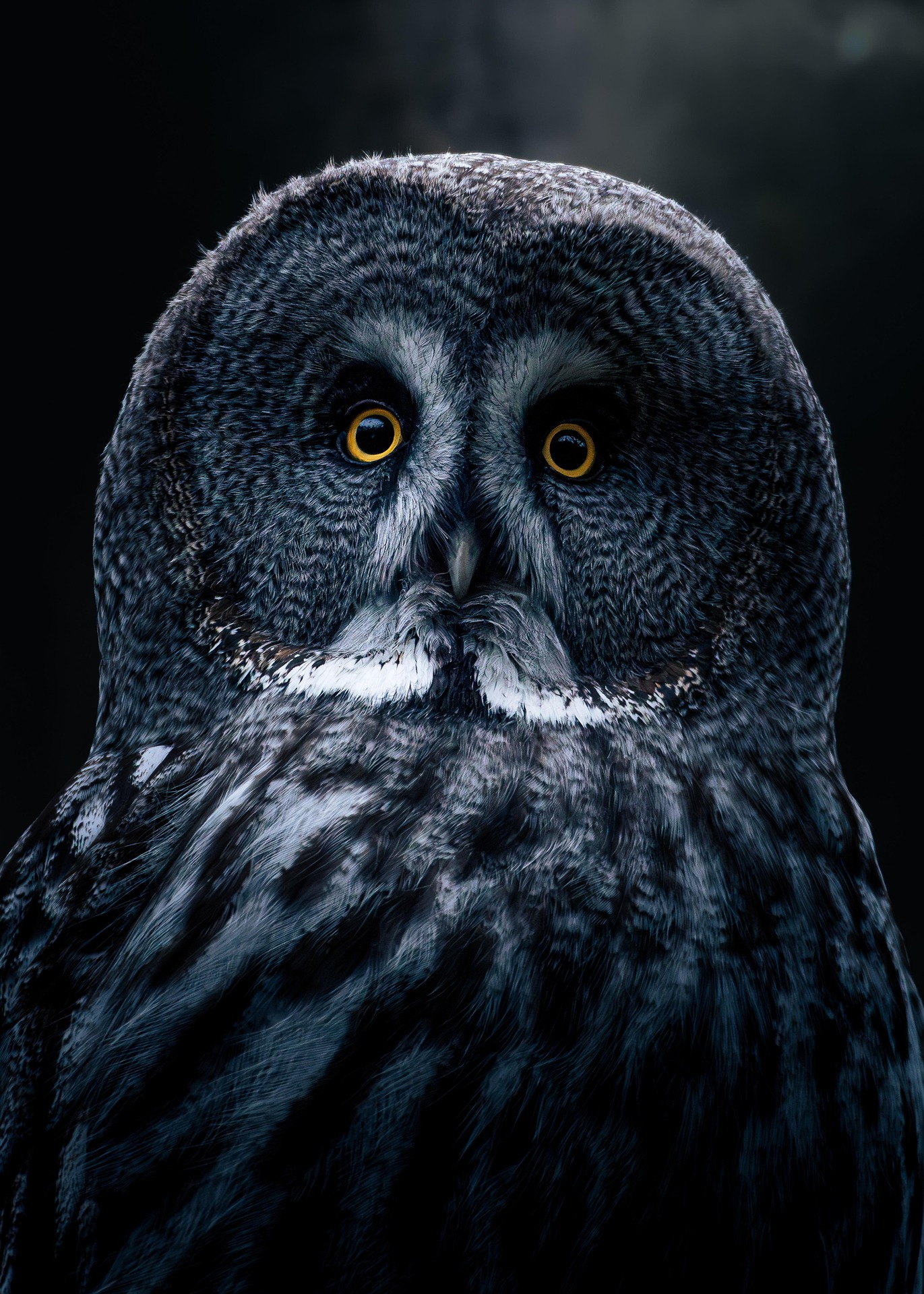 nilshornschuh-owl-9079962_1920.jpg350