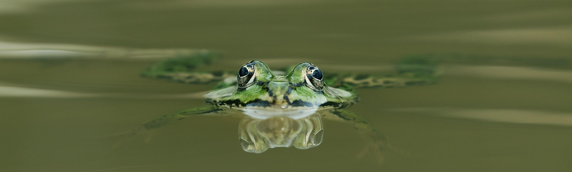 simonevomfeld-frog-7323471_1920.jpg